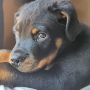 Cozy Black and Tan Dog Bed